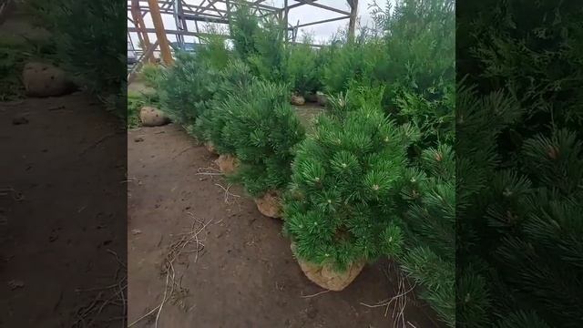 Горная сосна Гном