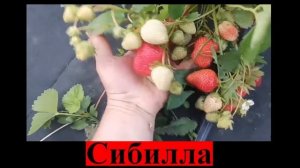 Самые лучшие сорта клубники