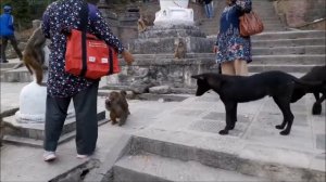 НЕПАЛ КАТМАНДУ-Тамель, Храм обезьян Сваямбунатх, дом Кумари, Патан