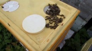 перевожу пчел на ячейку 5,0 мм - часть 2 -  ставлю соты с ячейкой 5 мм в отводки