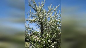 Груша Велеса