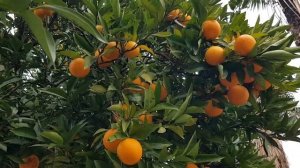 Апельсины и хурма в Абхазии | Субтропическая зима