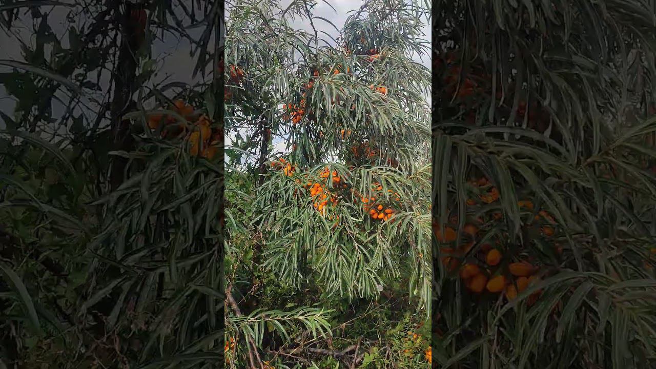 за облепихой в сад смотреть онлайн