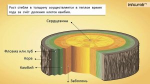 24. Побег и почки