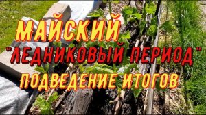 Майский ледниковый период. Подведем итоги. Виноградник Вадима Точилина