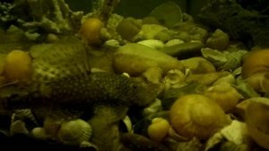 Анцитрусы в домашних условиях, сомик присоска