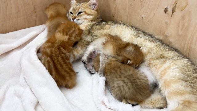 Mother cat will endure everything! Cute kittens jumping on mom's head смотреть онлайн