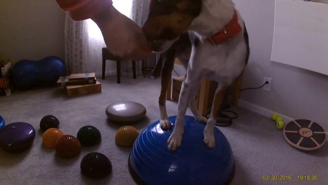 Herding dog in the city - You can teach an old dog new tricks!!! смотреть онлайн