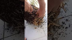 Финиковая Пальма