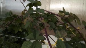 Ежевика в Ленинградской области. Первый год после посадки.