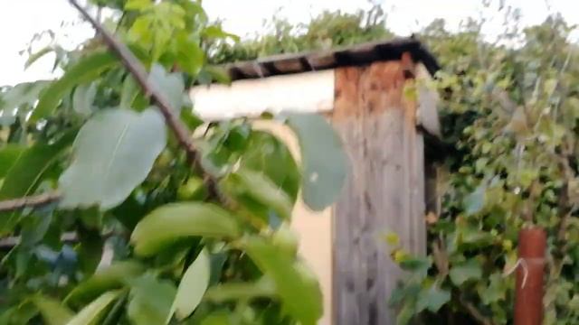 Грецкий орех Подмосковный низкорослый Питомник Садоград