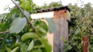 Грецкий орех Подмосковный низкорослый Питомник Садоград