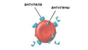 ВРЕД ПЕЛЬМЕНЕЙ
