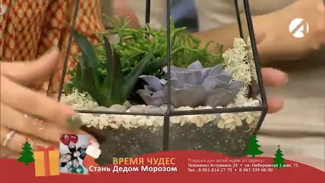 Anamascarra Florarium: Марина Баранец - Флорариумы с суккулентами в Астрахани смотреть онлайн