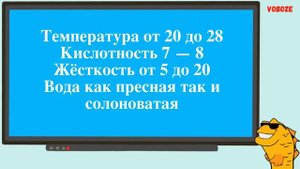 Меченосец Монтесумы Содержание в аквариуме Разведение Совместимость Меченосцев Монтесумы и кормлени