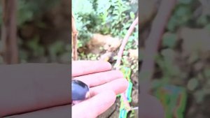 Виноград Шарада UA и кишмиш Ютал (2022)