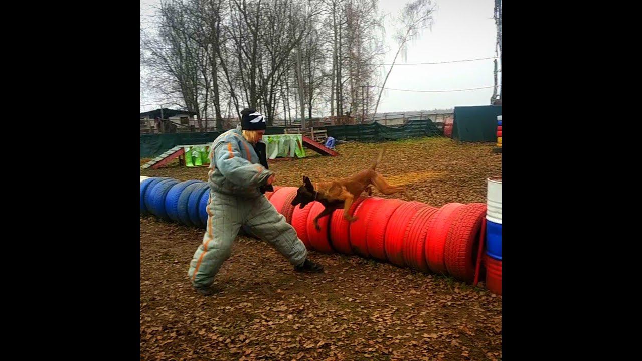 Тренировки,мондьоринг. Обыск,обозначение.
