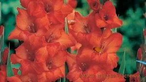 Гладиолус крупноцветковый Евровижн (gladiolus) ? обзор: как сажать, рассада гладиолуса Евровижн