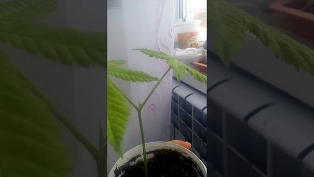 Как прорастить орехи конского каштана.