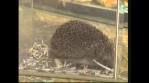 К вопросу об содержании ежей дома...