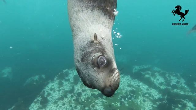 Учим животных : утки , коровы , кошки , собаки , лошади , свиньи - Звуки ЖИВОТНЫХ смотреть онлайн