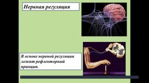 Нейро-гуморальная регуляция