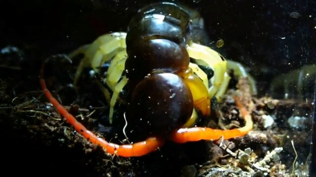 Сколопендра Scolopendra Subspinipes ест сверчка