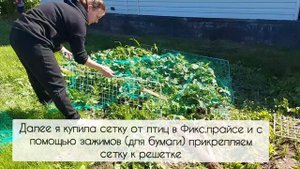 Как защитить клубнику от птиц? Предлагаю надёжную защиту!
