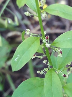 117. Липандра многосемянная - Lipandra atriplicoides