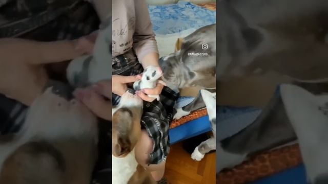 Как же тяжело расставаться . Малыш уезжает в свою семью,к замечательным родителям . смотреть онлайн