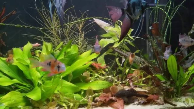 Боливийская Бабочка( Микрогеофагус Альтиспиноза) смотреть онлайн