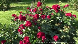 Видео обзор розы Красная шапочка (Флорибунда) - Rotkappchen.(Kordes Германия, 2007)