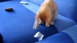 Кот и скотч прикол с котом