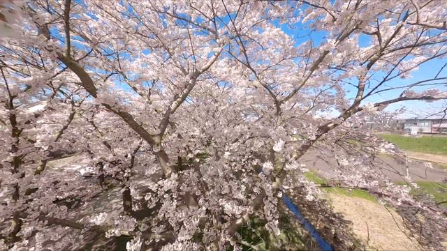 Cherry blossom by drone in Almere Sepiastraat 2023 смотреть онлайн
