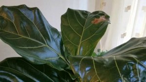 Образование новой листвы у ФИКУСА. Выращивание фикуса. Фикус выращивание и уход.