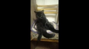 котик сидит.mp4