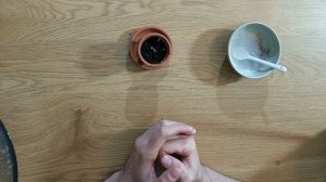 Редкое комнатное растение из семян / ПЛЮМЕРИЯ-ГАВАЙСКАЯ РОЗА
