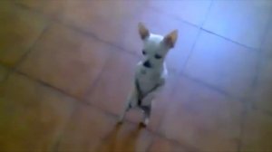 БАШКОРТСА БЕЙЕЙ