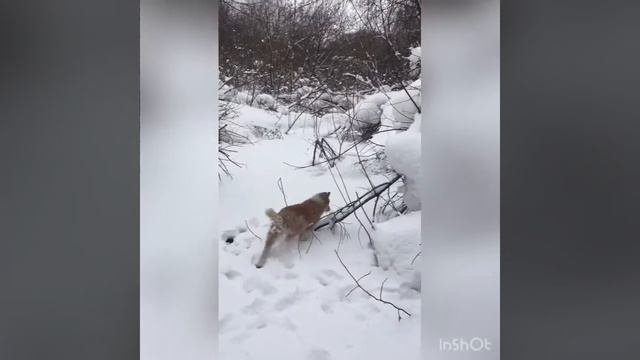 Воспитание щенка ЗАПАДНОСИБИРСКОЙ ЛАЙКИ