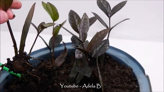 Black Raven ZZ Plant (Zanzibar Gem) Propagation and Care by Leaf Cuttings смотреть онлайн
