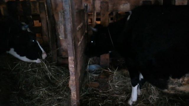 Как процедить #молоко. Перестановка в коровнике. #Сено. #Кошки. смотреть онлайн