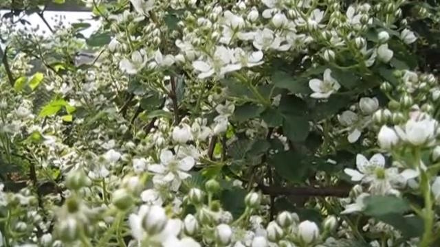 Цветение ежевики. смотреть онлайн