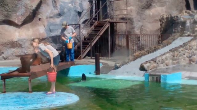 В ижевском зоопарке морские котики в ответ на кормление исполняют трюки