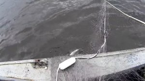 ШОК, а не РЫБАЛКА. Ловля рыбы сетями. Fishing nets.