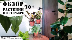 ОБЗОР РАСТЕНИЙ 70+ в интерьере. РОТАЦИЯ цветов в квартире. ДОСВЕТКА в тёмных уголках.