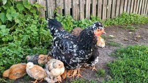 Интересные факты о КУРАХ