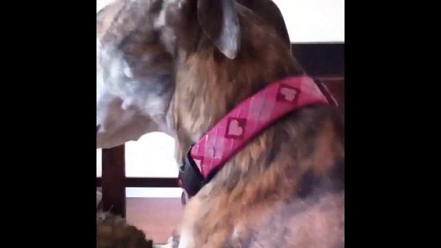 Creature in my bed! смотреть онлайн