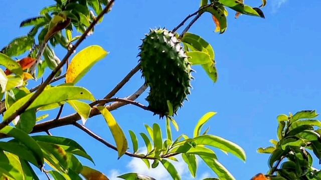 Annona species (Custard apple)