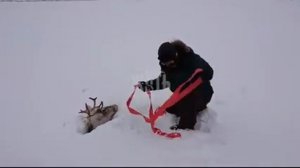 Норильск спасли оленя