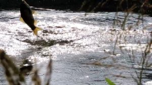 ??Ловля карася на летнюю мормышку на утреней зорьке / рыбалка на карася на боковой кивок